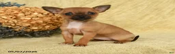 Chihuahua dogs for sale: Lola - Ad 1
