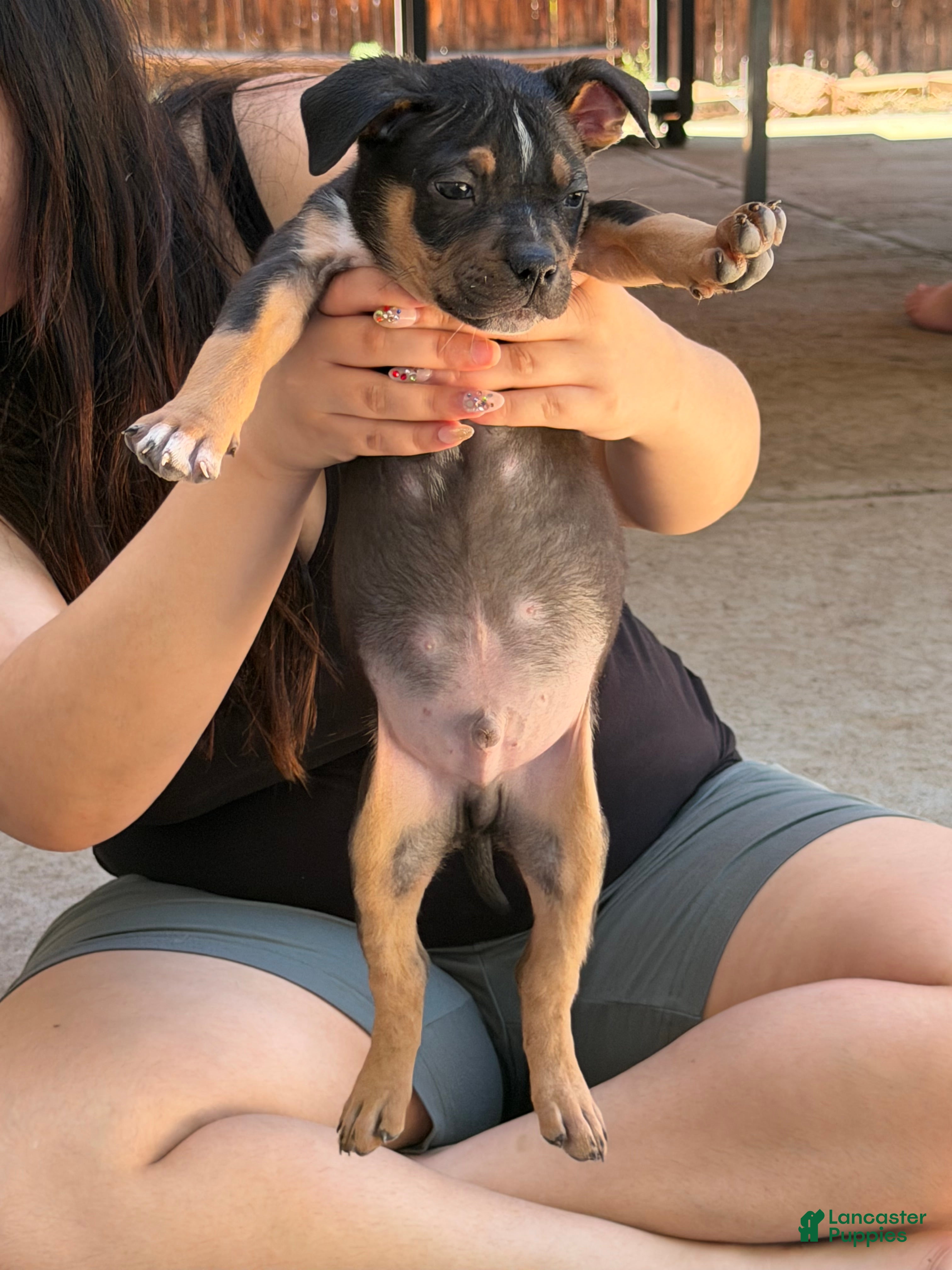 American Bully dogs American Bully Puppy 1 - Ad 1