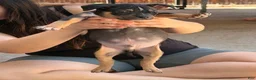 American Bully dogs for sale: American Bully Puppy 1 - Ad 4