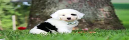 Sheepadoodle dogs for sale: Mason - Ad 3
