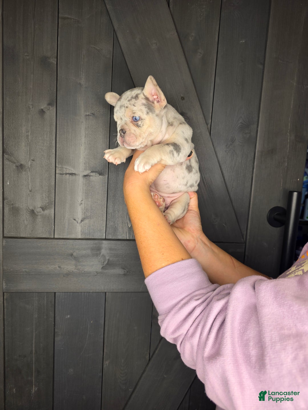 French Bulldog dogs for sale: French Bulldog Puppy 8 - Ad 7