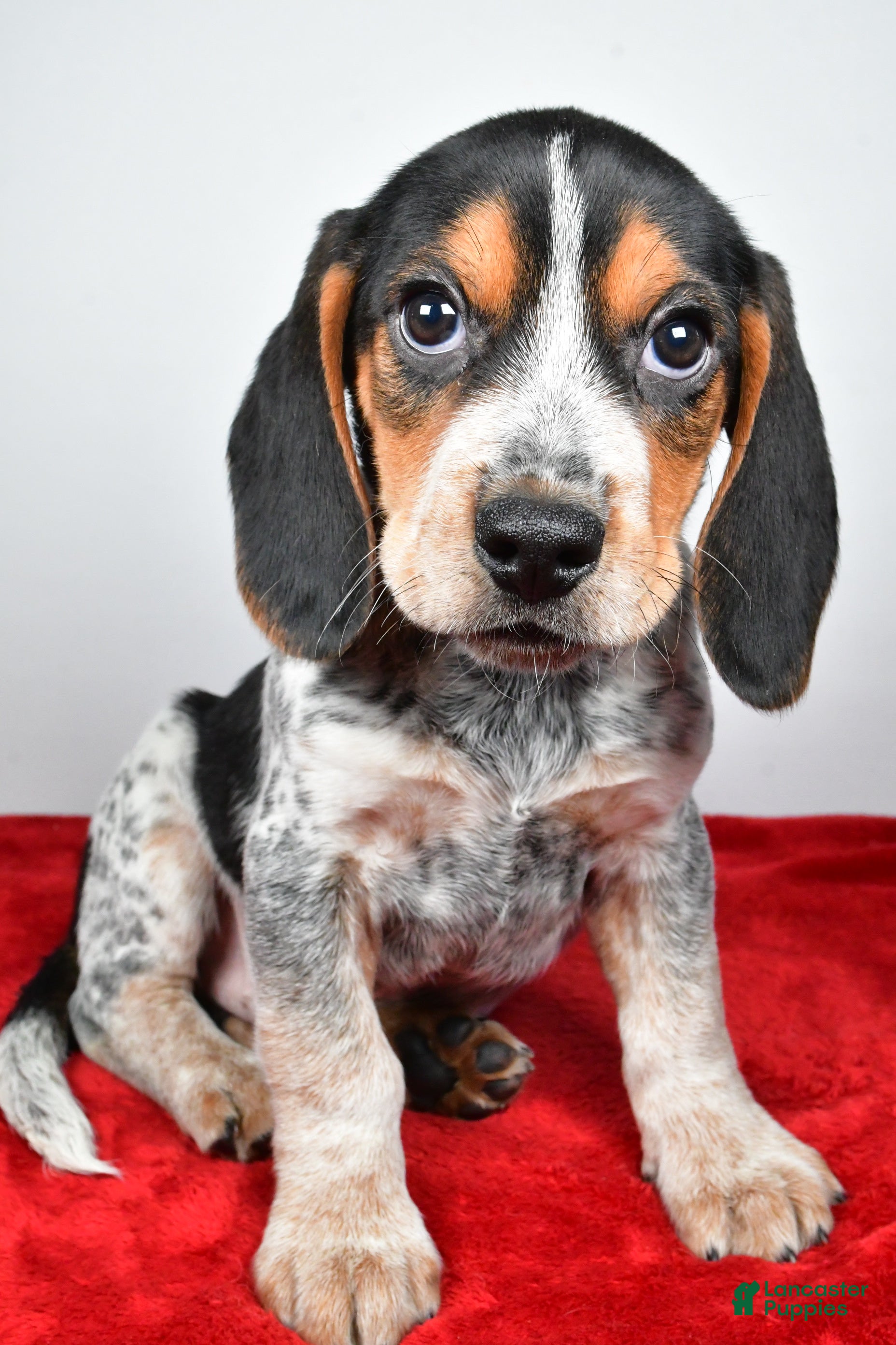 Beagle dogs Ronald - Ad 1