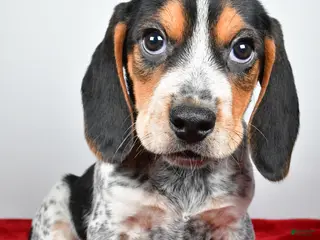 Beagle dogs for sale: Ronald - Ad 1