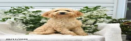 Goldendoodle dogs for sale: Mackenzie - Ad 4