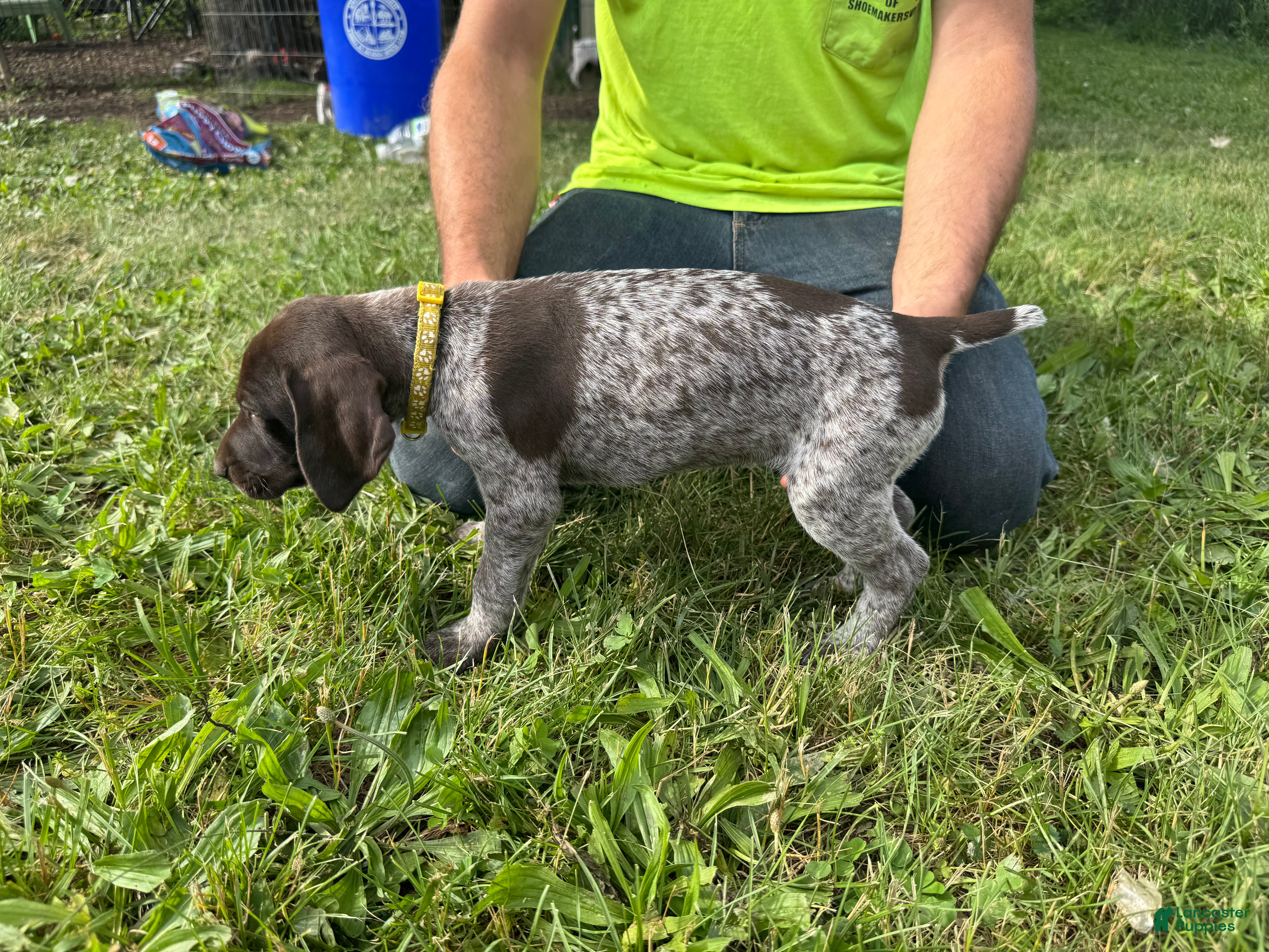 German Shorthaired Pointer dogs Yellow Girl - Ad 2