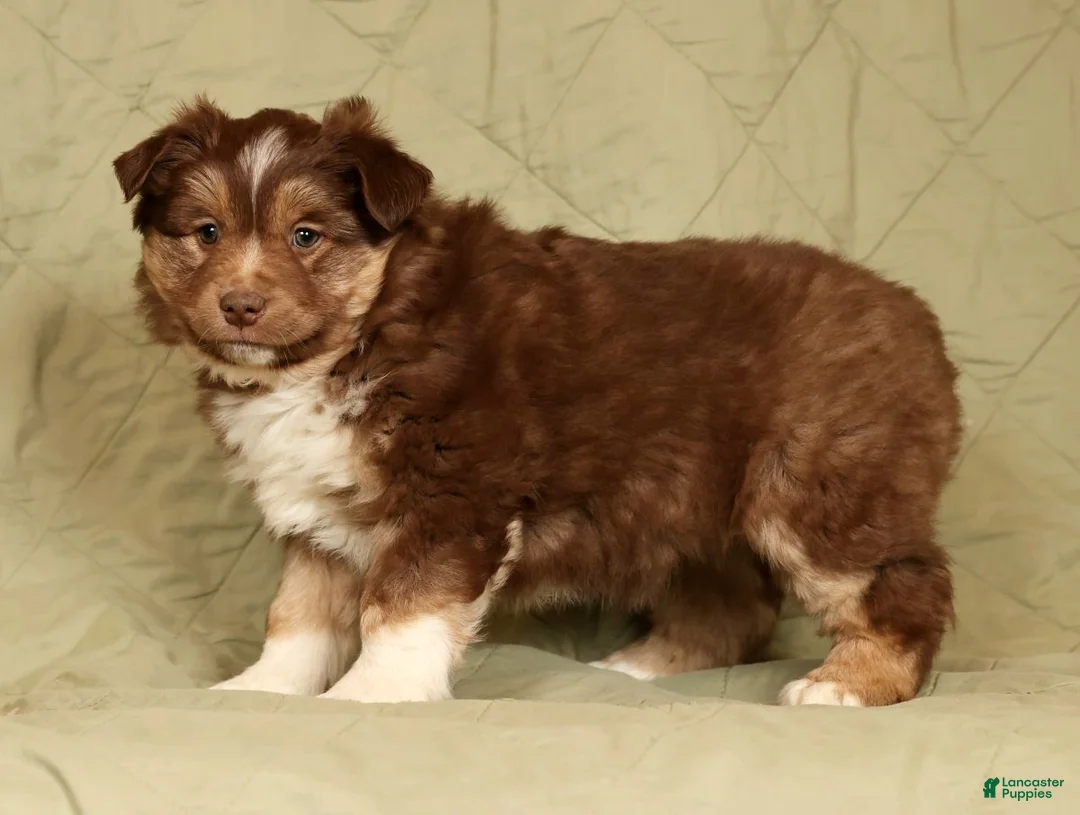 Miniature Australian Shepherd dogs for sale: Dakota - Ad 5