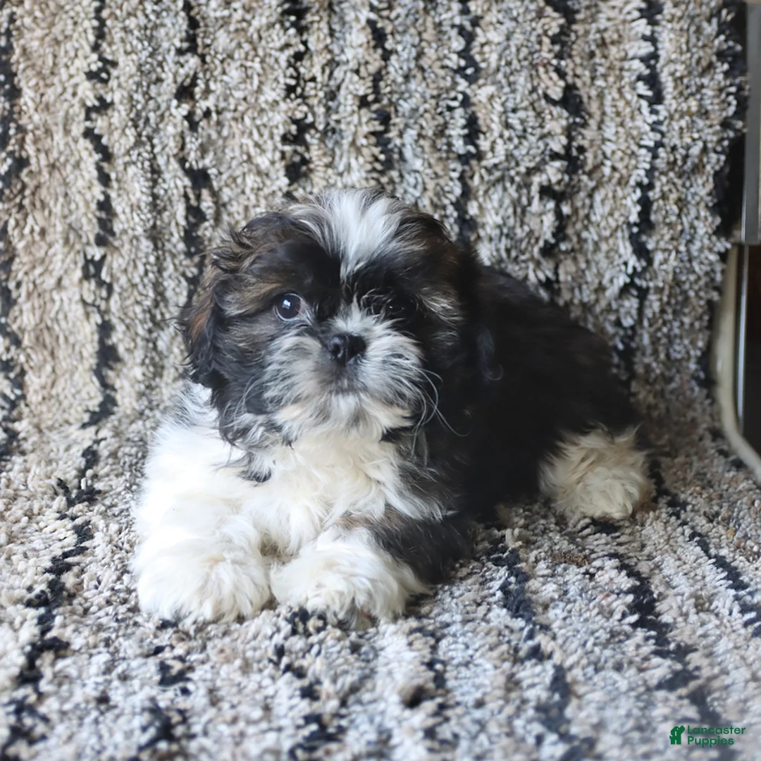 Shih Tzu dogs for sale: Quincy - Ad 2