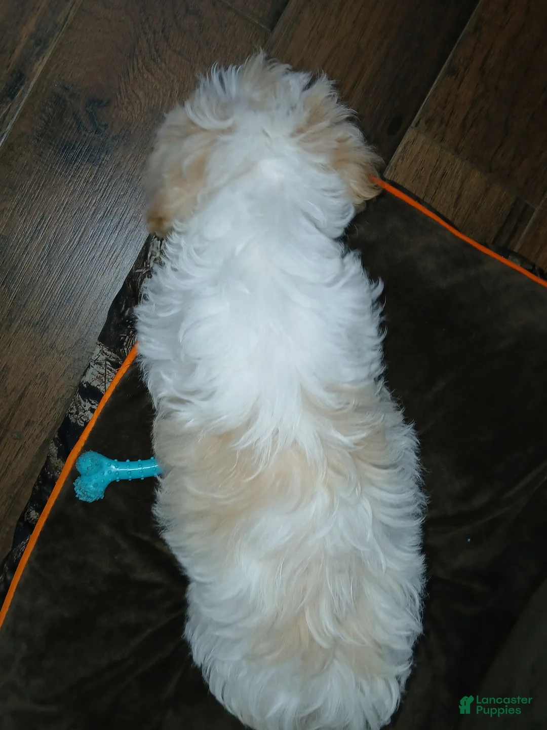Havapoo dogs for sale: Havapoo 2 - Ad 2