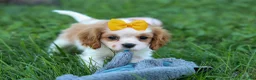 Cavalier King Charles Spaniel dogs for sale:  Nova🎀 - Ad 5