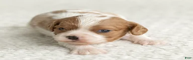 Sunshine Cavalier King Charles Spaniel 