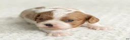 Cavalier King Charles Spaniel dogs for sale: Sunshine Cavalier King Charles Spaniel  - Ad 1