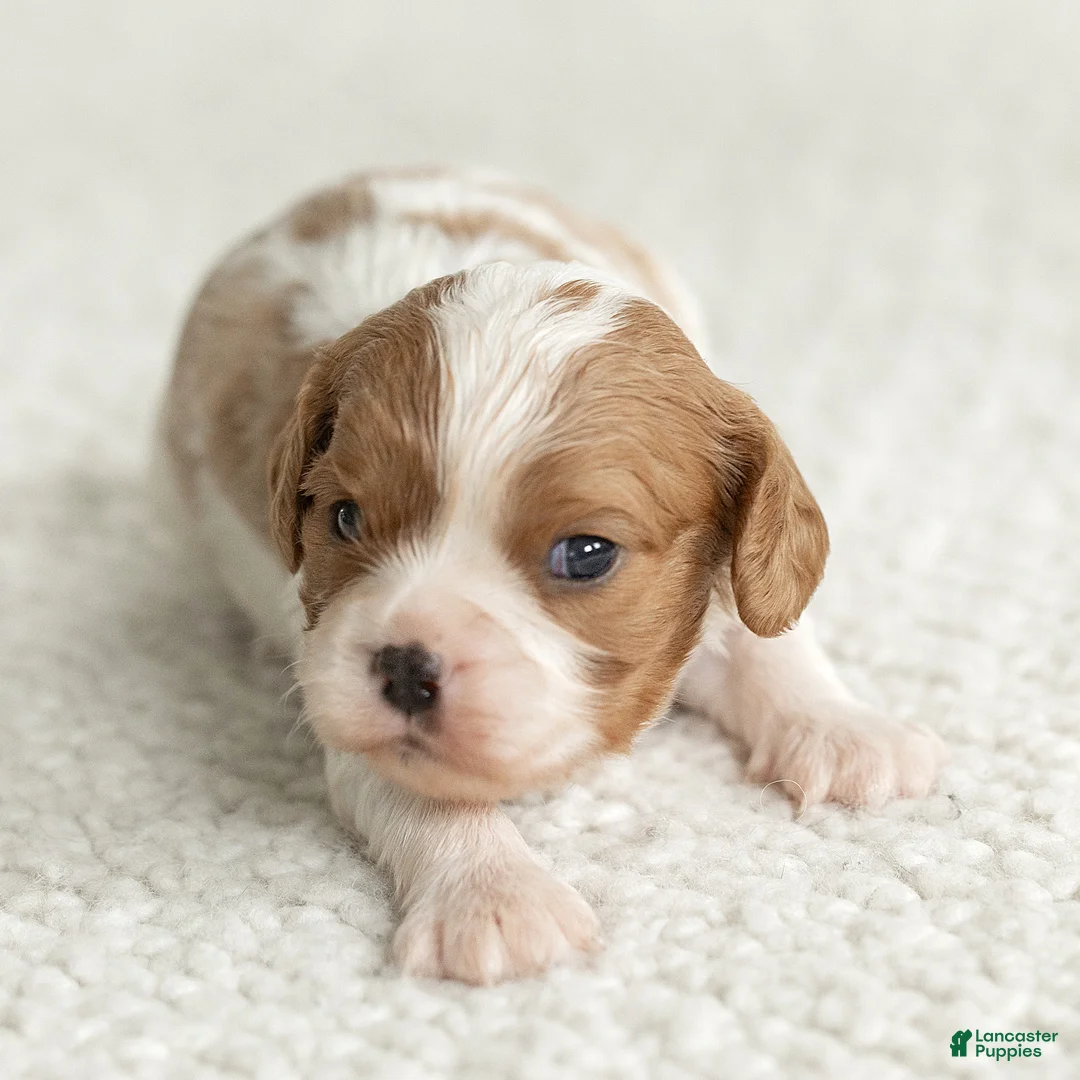 Cavalier King Charles Spaniel dogs for sale: Sunshine Cavalier King Charles Spaniel  - Ad 1