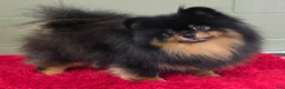Pomeranian dogs for sale: Silvia - Ad 2