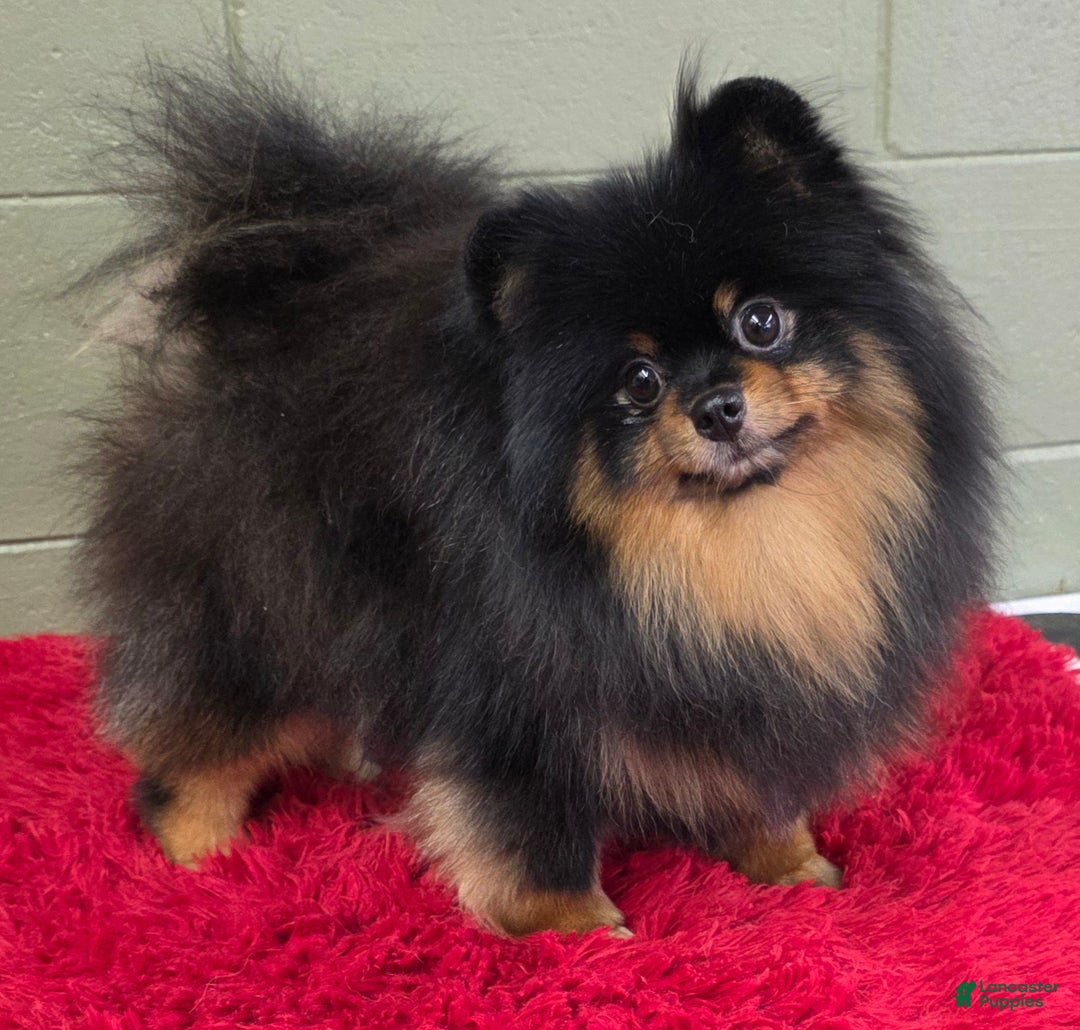 Pomeranian dogs for sale: Silvia - Ad 2
