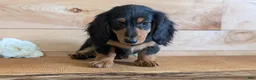 Miniature Dachshund dogs for sale: Riley - Ad 6