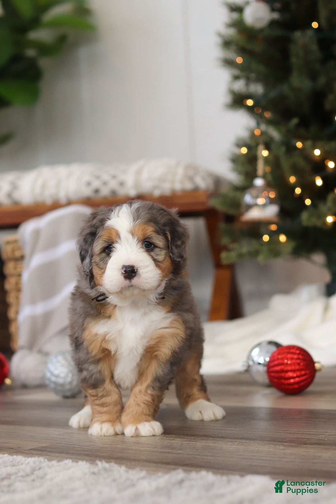 Mini Bernedoodle dogs for sale: Ollie - Ad 7