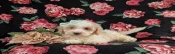 Bichpoo dogs for sale: Ginger - Ad 6