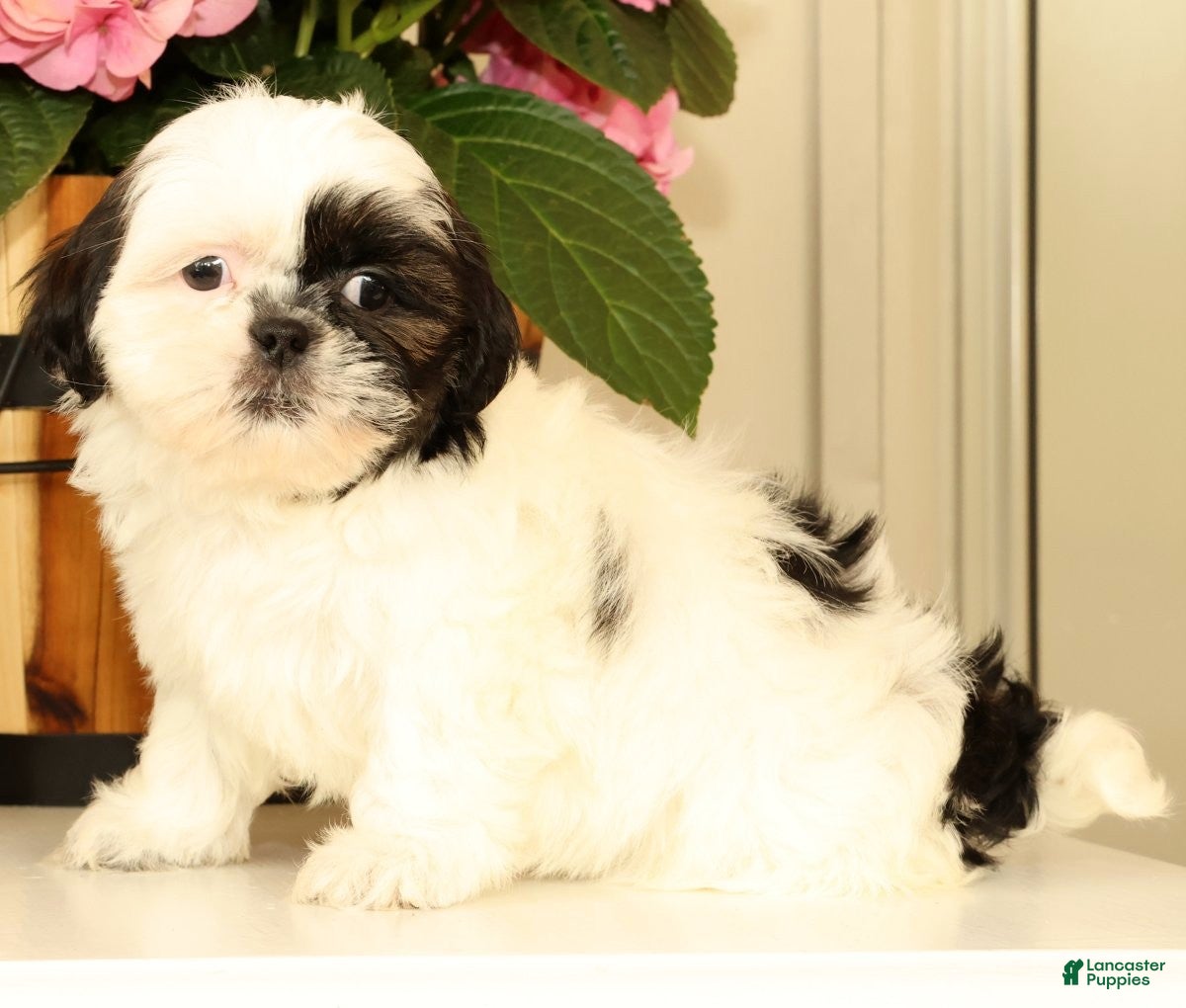 Malshi dogs for sale: Mila - Ad 3