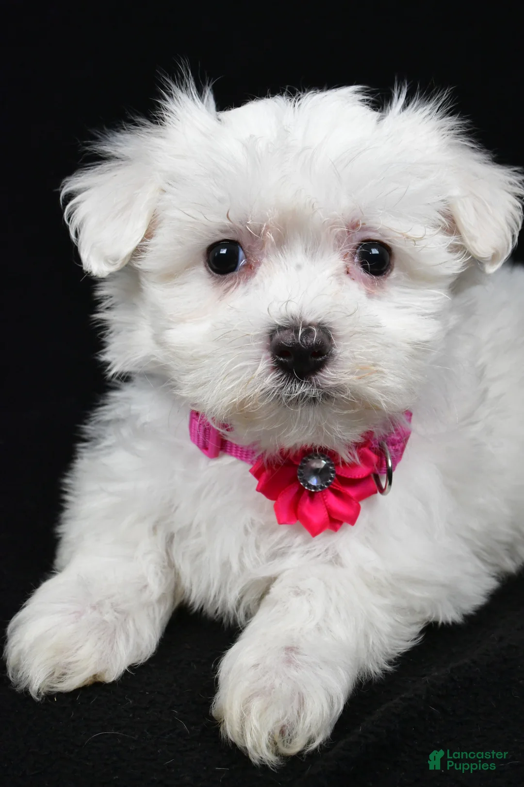Maltese dogs for sale: Melody - Ad 3