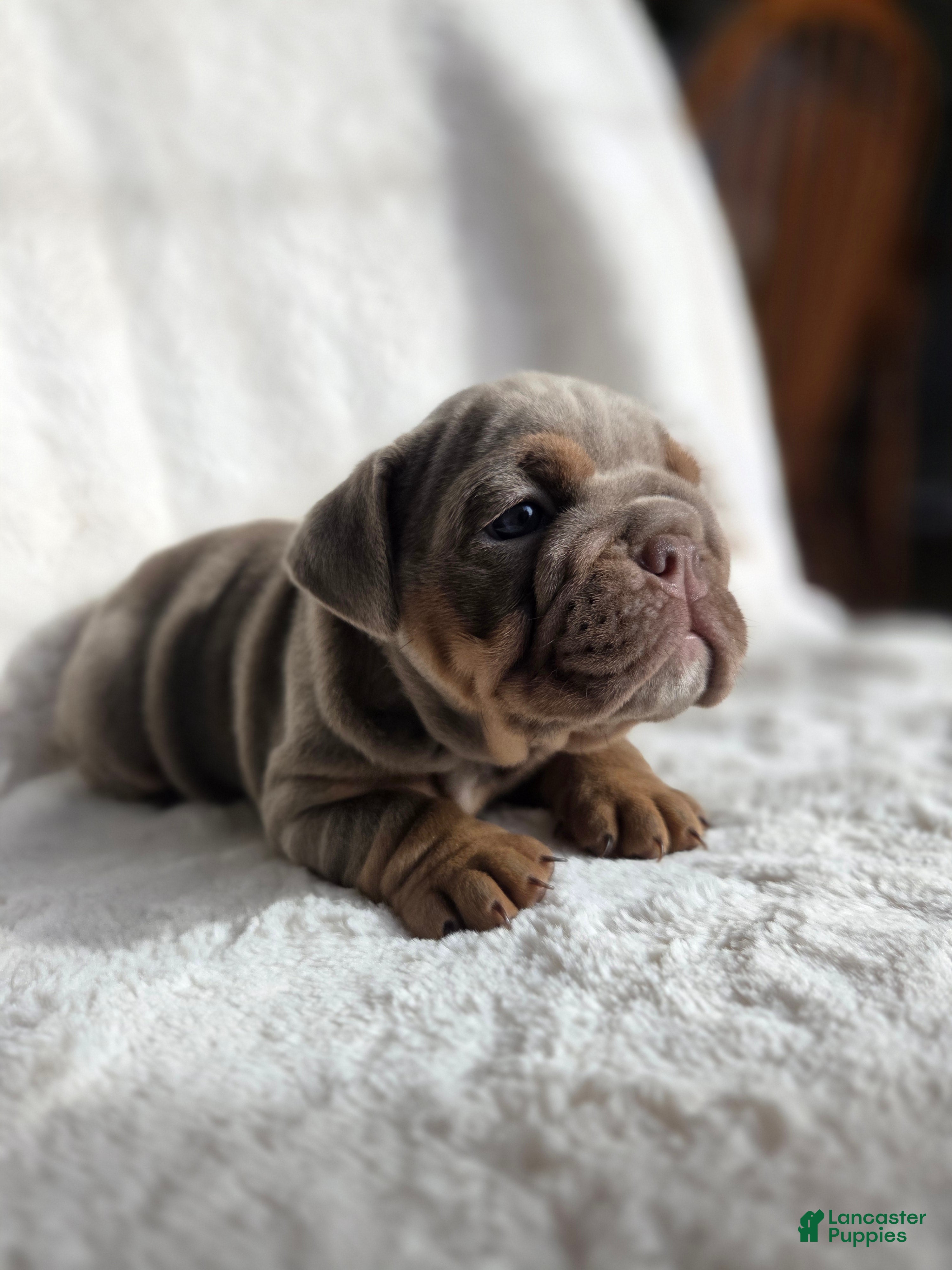English Bulldog dogs Tatum - Ad 42
