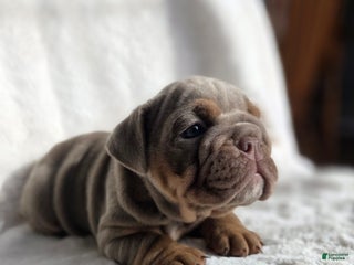 English Bulldog dogs Tatum - Ad 13