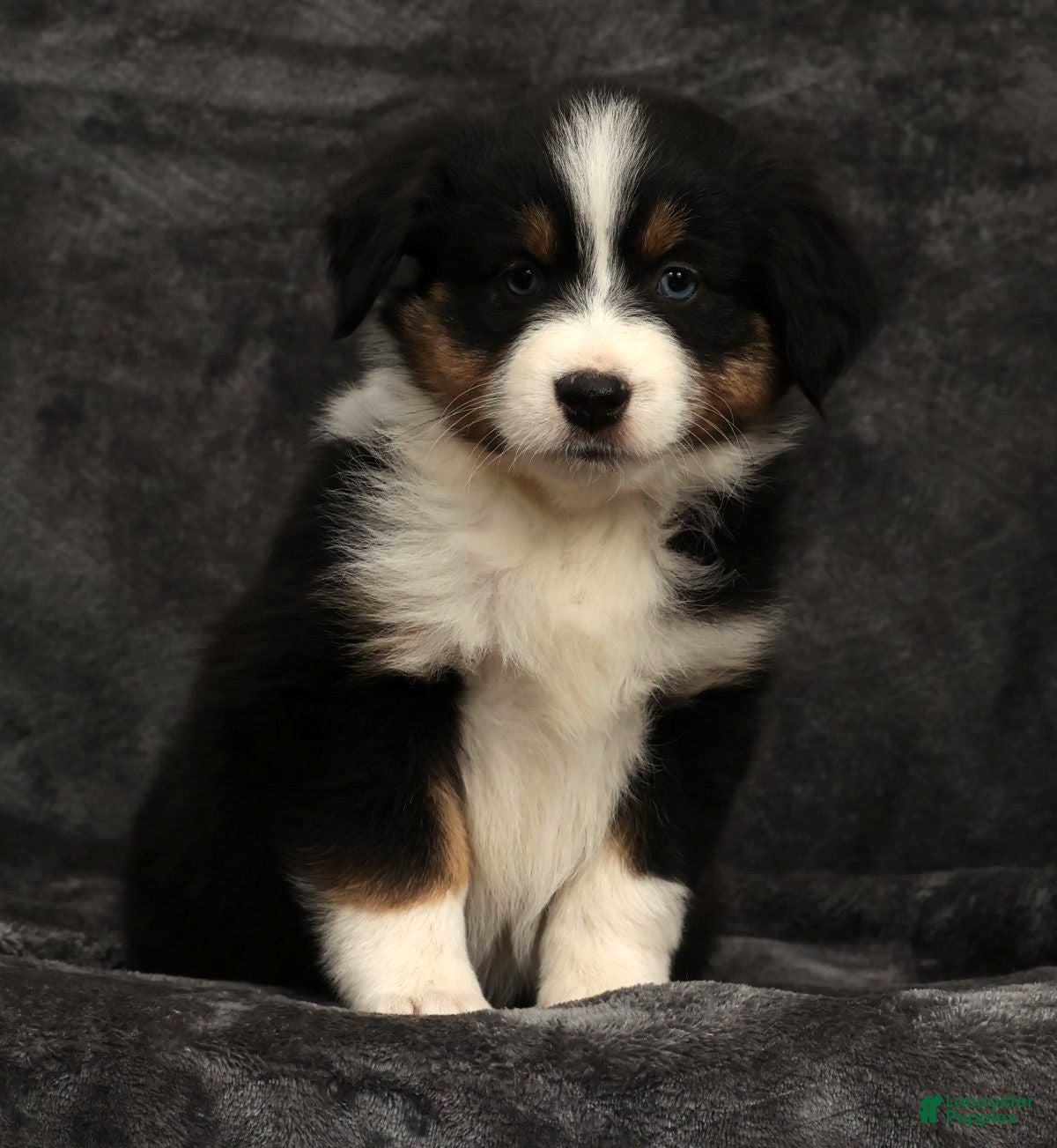 Miniature Australian Shepherd dogs Sophie - Ad 2