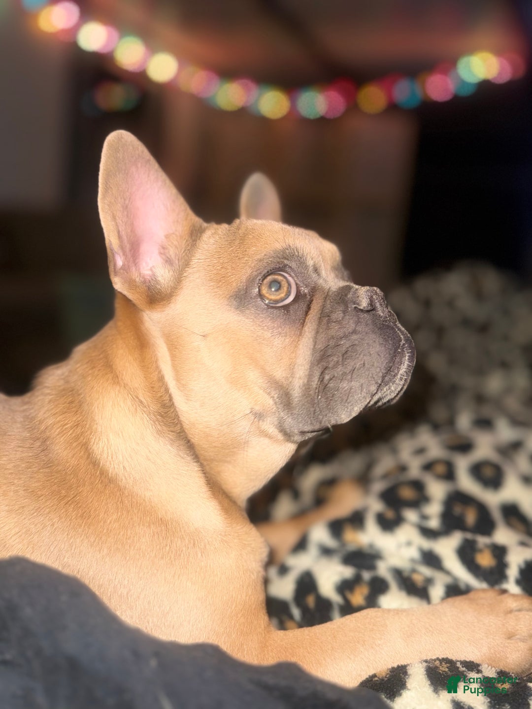 French Bulldog dogs for sale: Susan - Ad 2