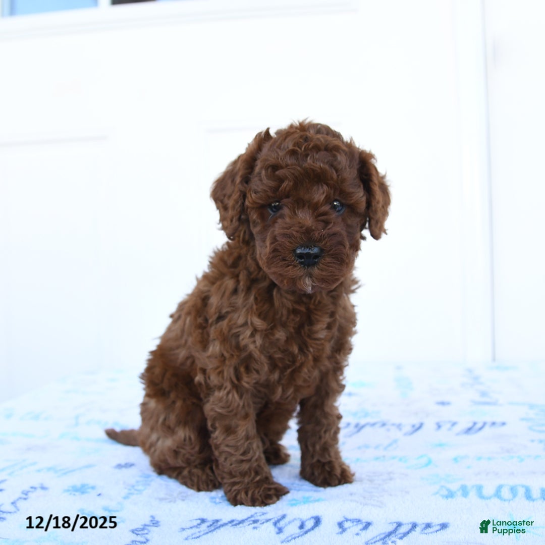 Miniature Poodle dogs for sale: Jay - Ad 1