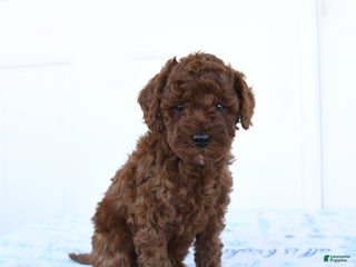Miniature Poodle dogs Jay - Ad 27