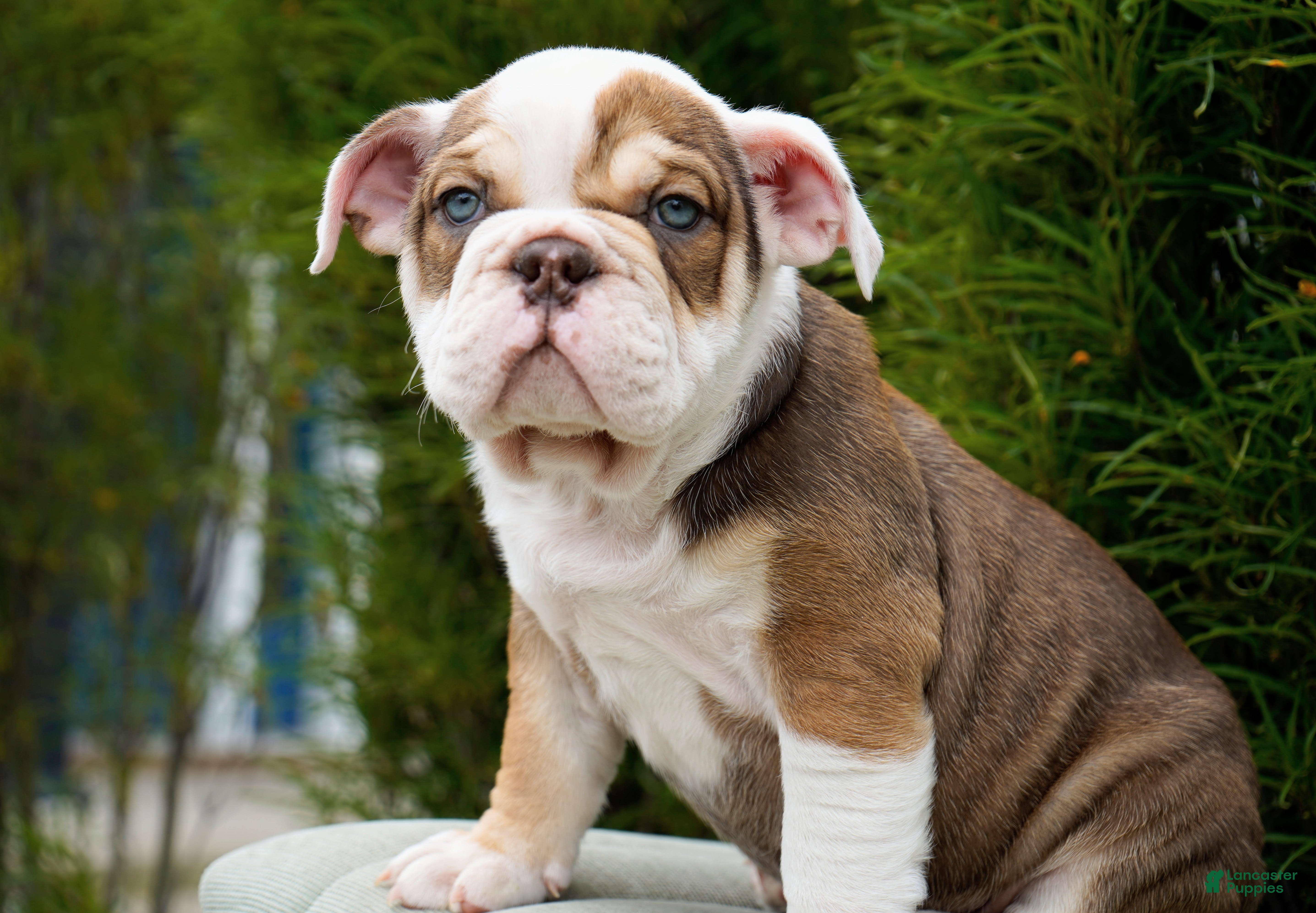 English Bulldog dogs Barnes Male - Ad 2
