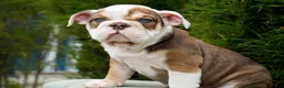 English Bulldog dogs for sale: Barnes Male - Ad 2