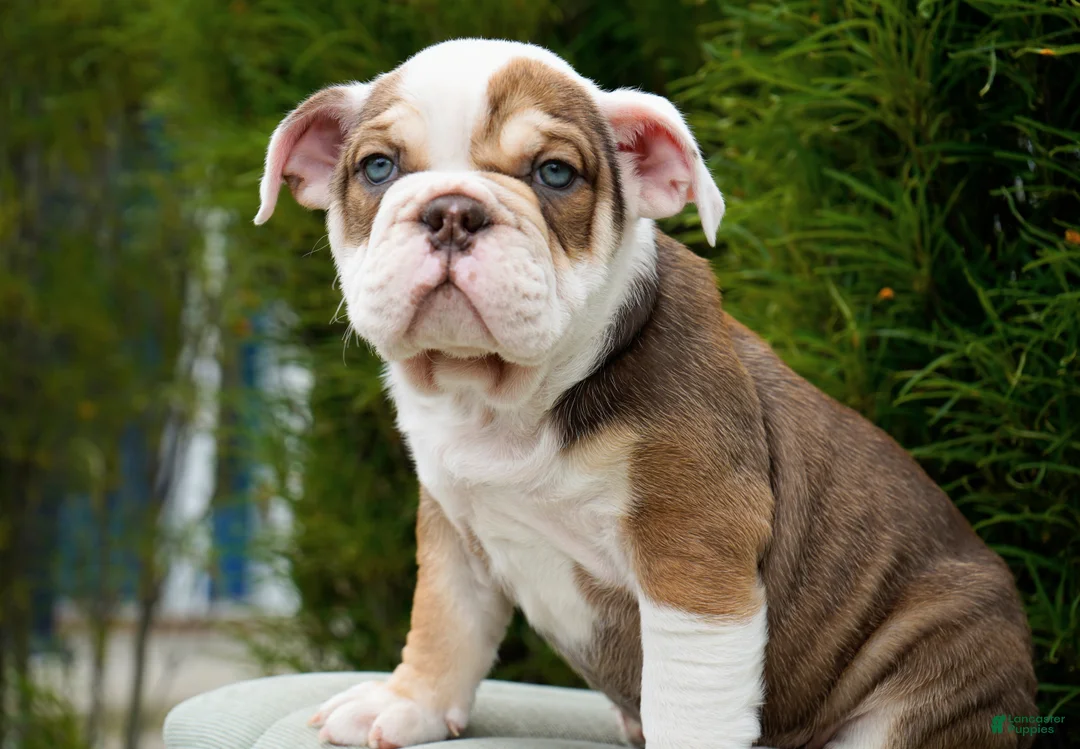 English Bulldog dogs for sale: Barnes Male - Ad 2