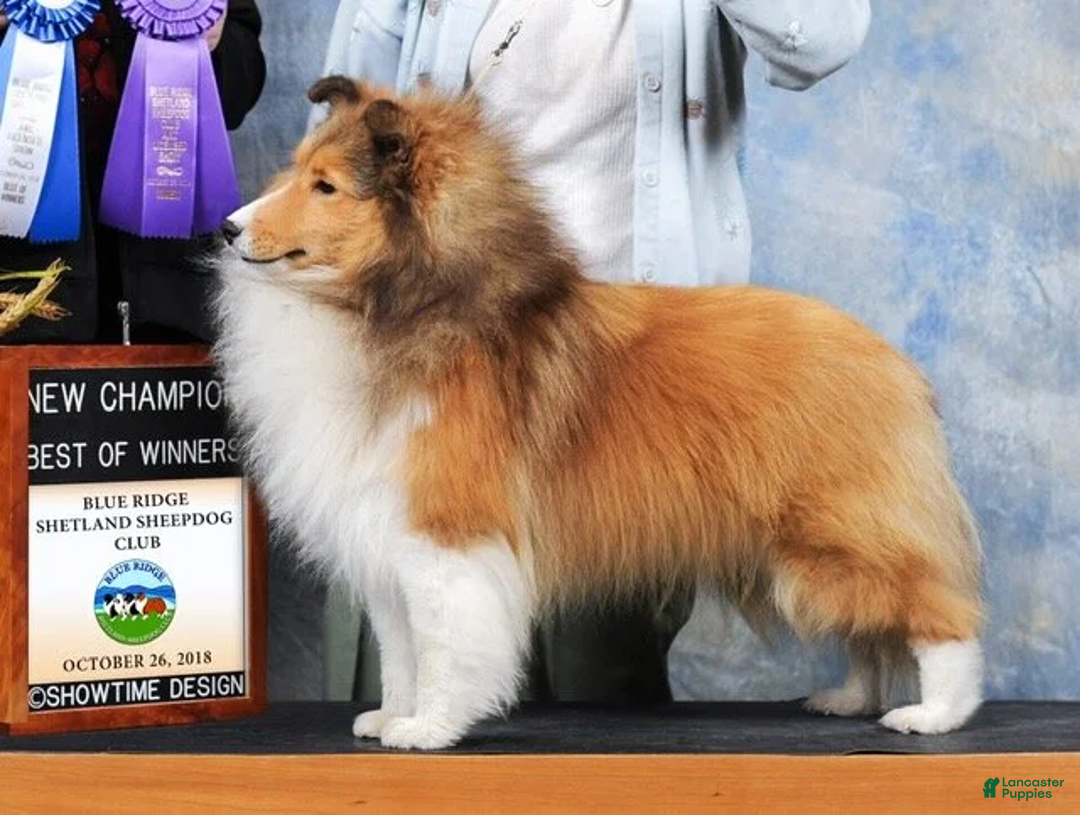 Shetland Sheepdog dogs for sale: Shetland Sheepdog Puppy 3 - Ad 15