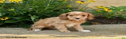 Cavapoo dogs for sale: Troy - Ad 1