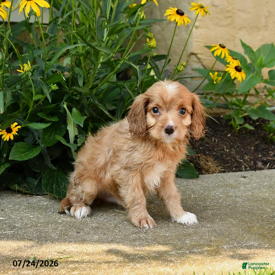 Cavapoo dogs for sale: Troy - Ad 1