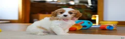 Cavapoo dogs for sale: Nova - Ad 4