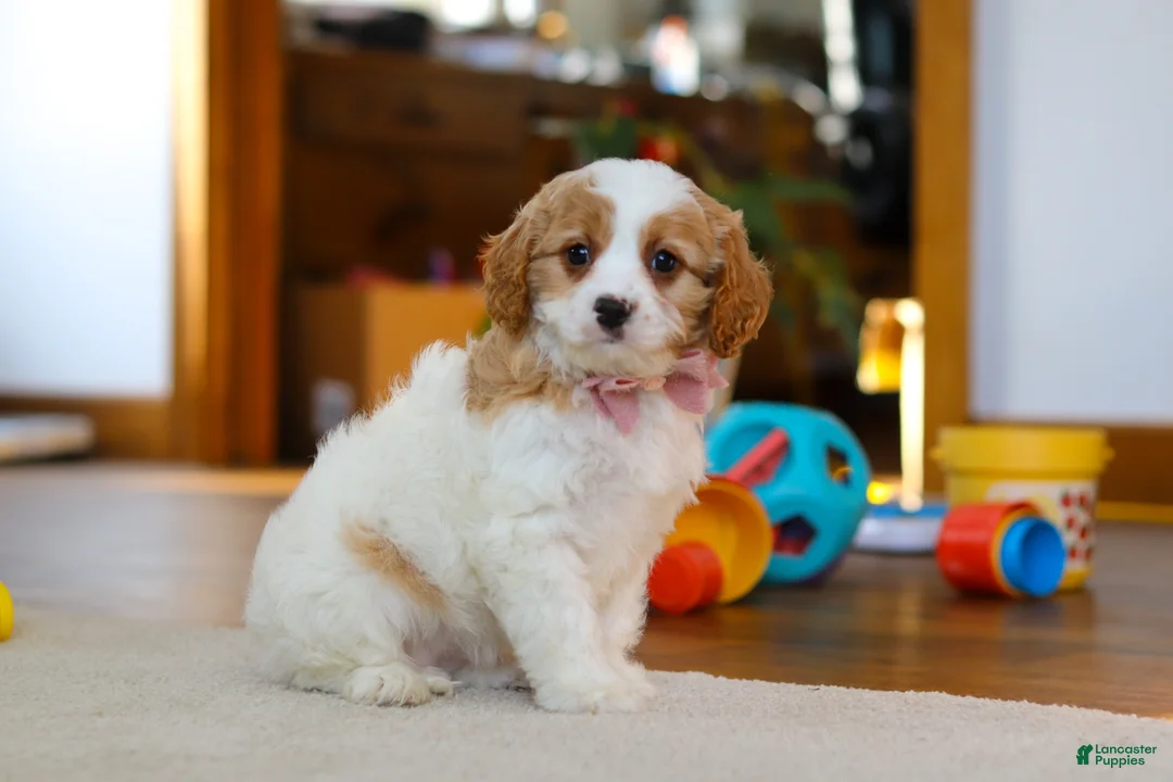 Cavapoo dogs for sale: Nova - Ad 4