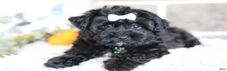 Yorkiepoo dogs for sale: Pixie - Ad 12