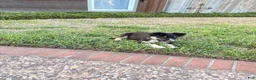 Mixed Breed dogs for sale: Saide  - Ad 2