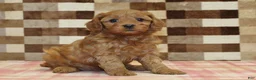 Cavapoo dogs for sale: Dolly - Ad 8