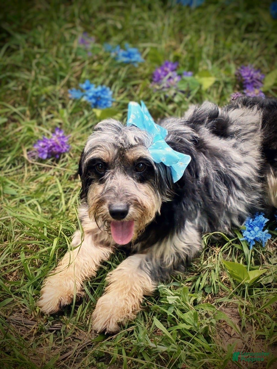 Mini Aussiedoodle dogs Raya - Ad 2