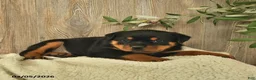 Rottweiler dogs for sale: Ladybug - Ad 4