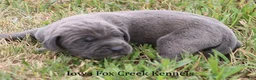 Great Dane dogs for sale: Sarge - Ad 6