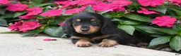 Miniature Dachshund dogs for sale: Bella   - Ad 2