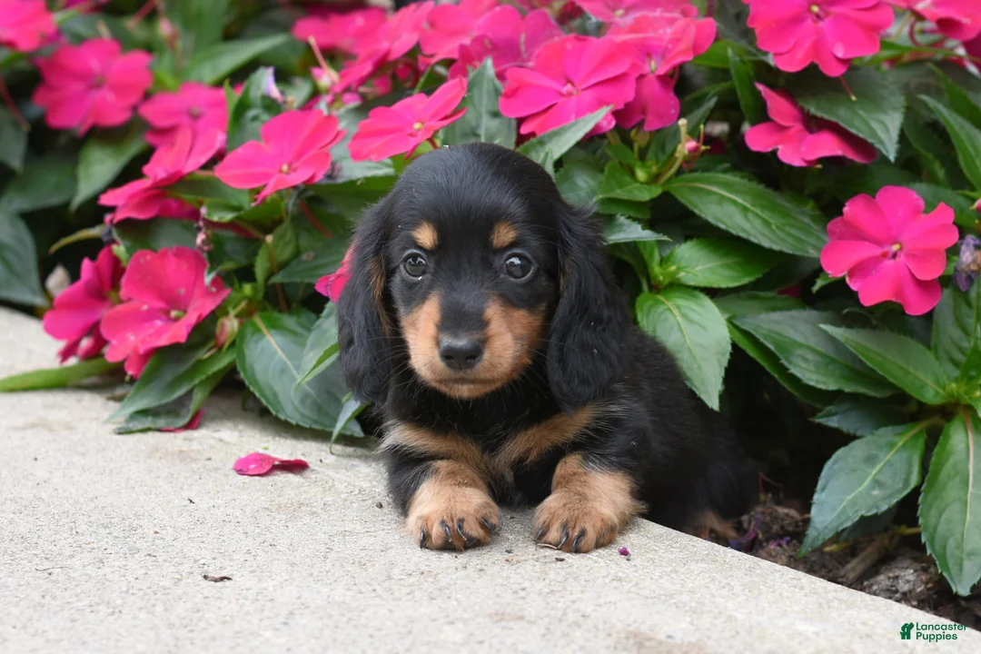 Miniature Dachshund dogs for sale: Bella   - Ad 2