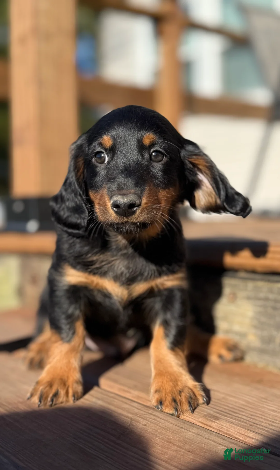 Dachshund dogs for sale: Nikko - Ad 4