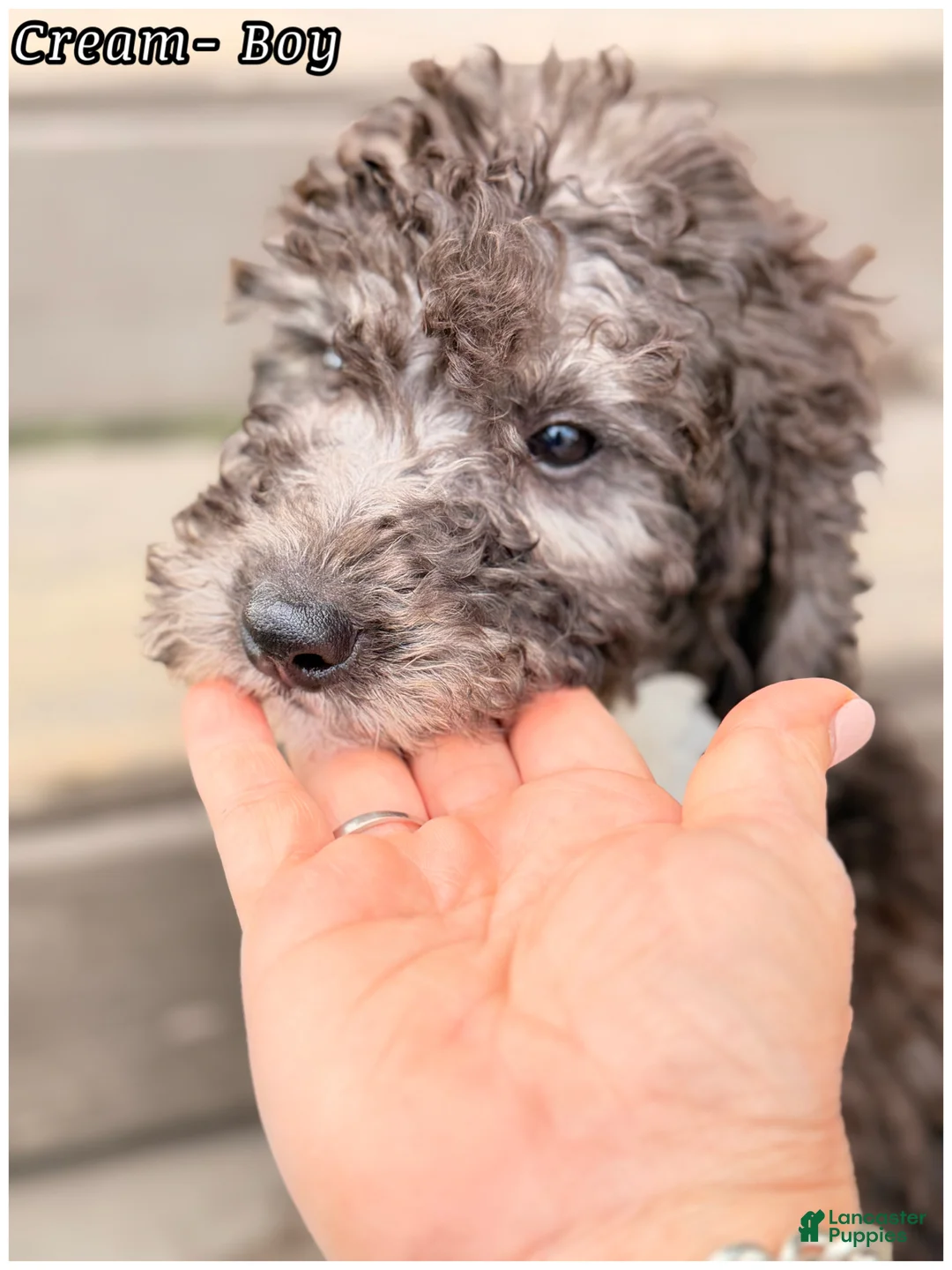 Mini Sheepadoodle dogs for sale: Cream  - Ad 2
