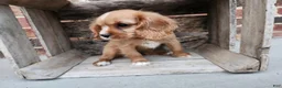 Cavalier King Charles Spaniel dogs for sale: KitKat - Ad 5