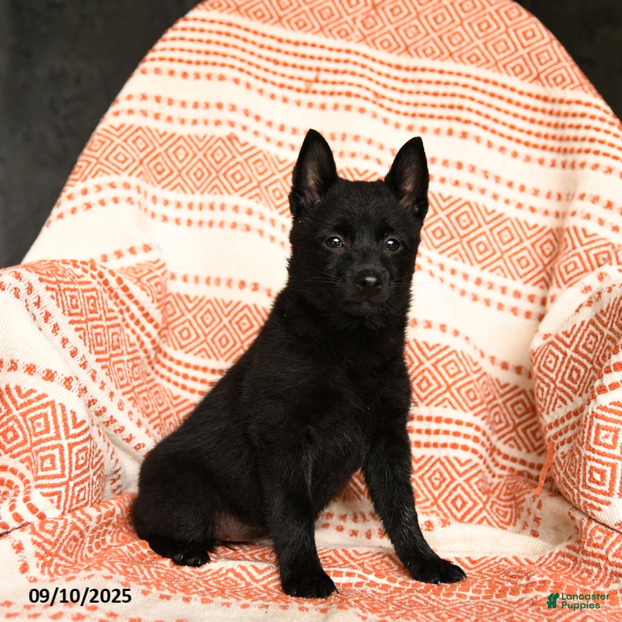 Border Collie Shiba Inu Schipperke Mix Schipperke Puppies For
