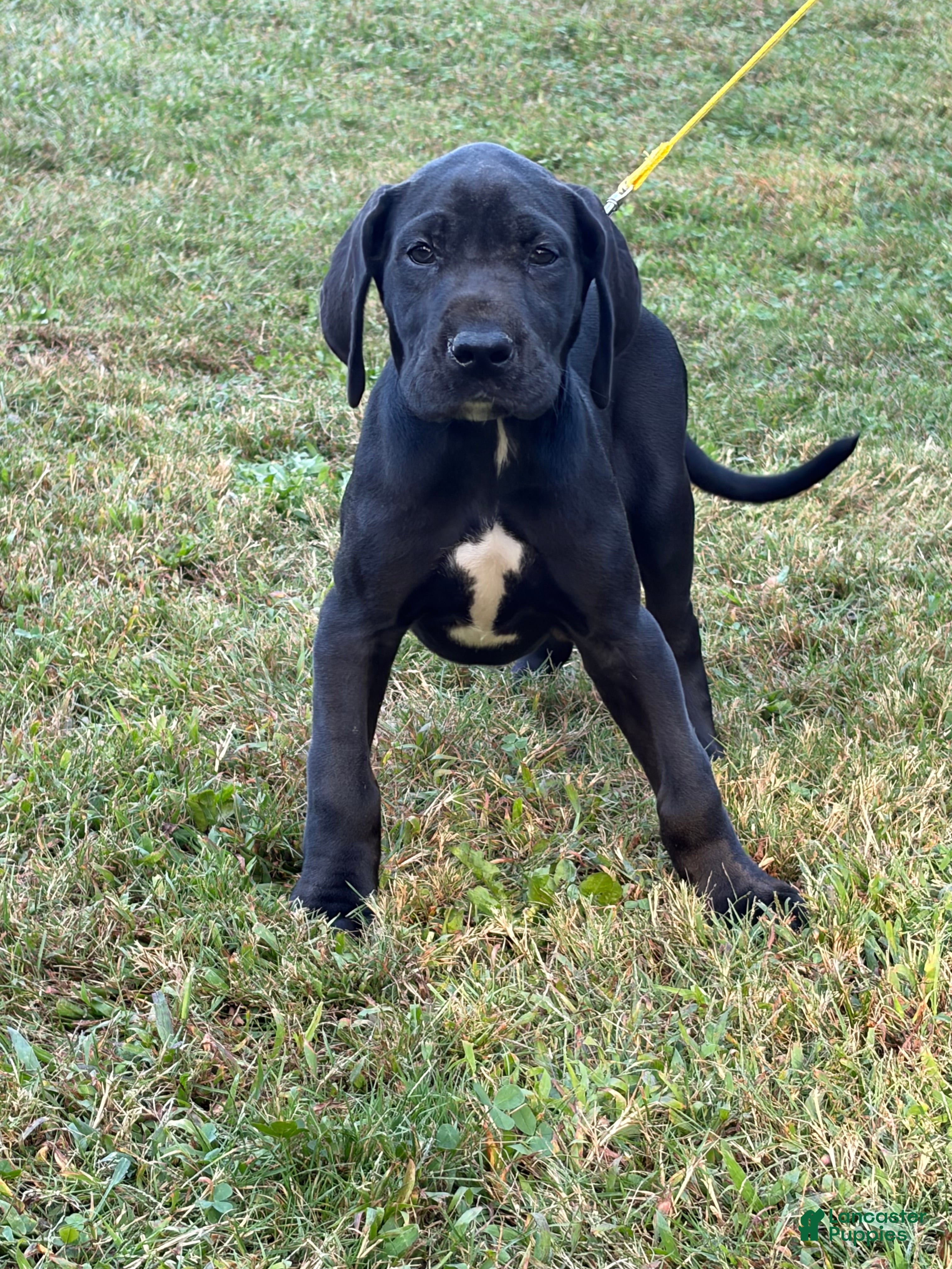 Great Dane dogs Cassidy  - Ad 2